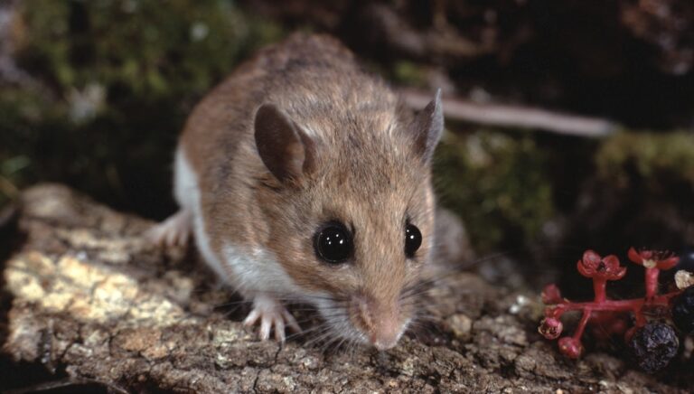 deer mouse