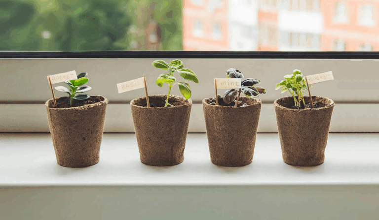 ey green plants in peat pots 1600x930 V2